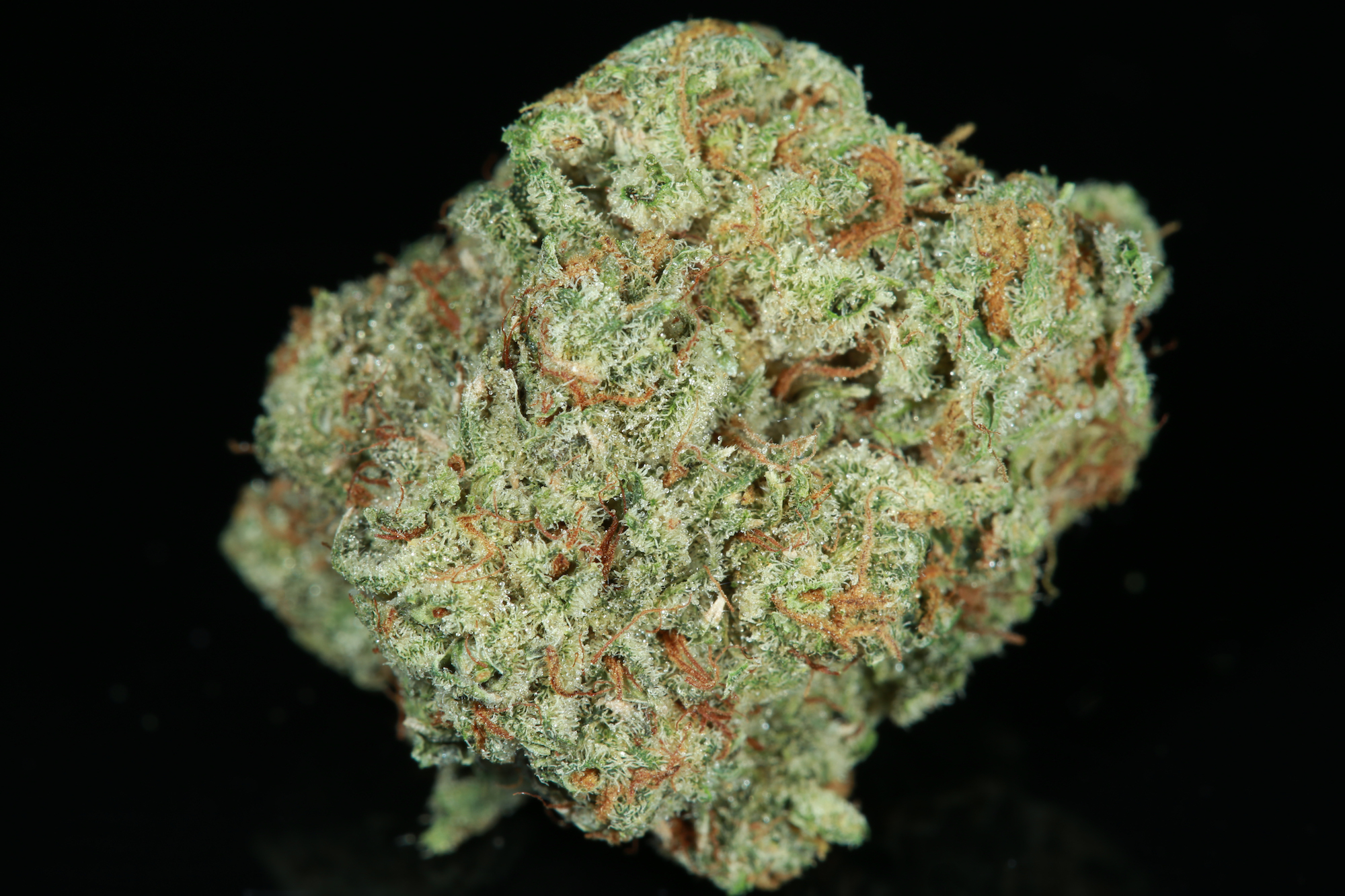 chocolito-marijuana-matrix-nevada-best-weed-ever-chocolope-tangie-2