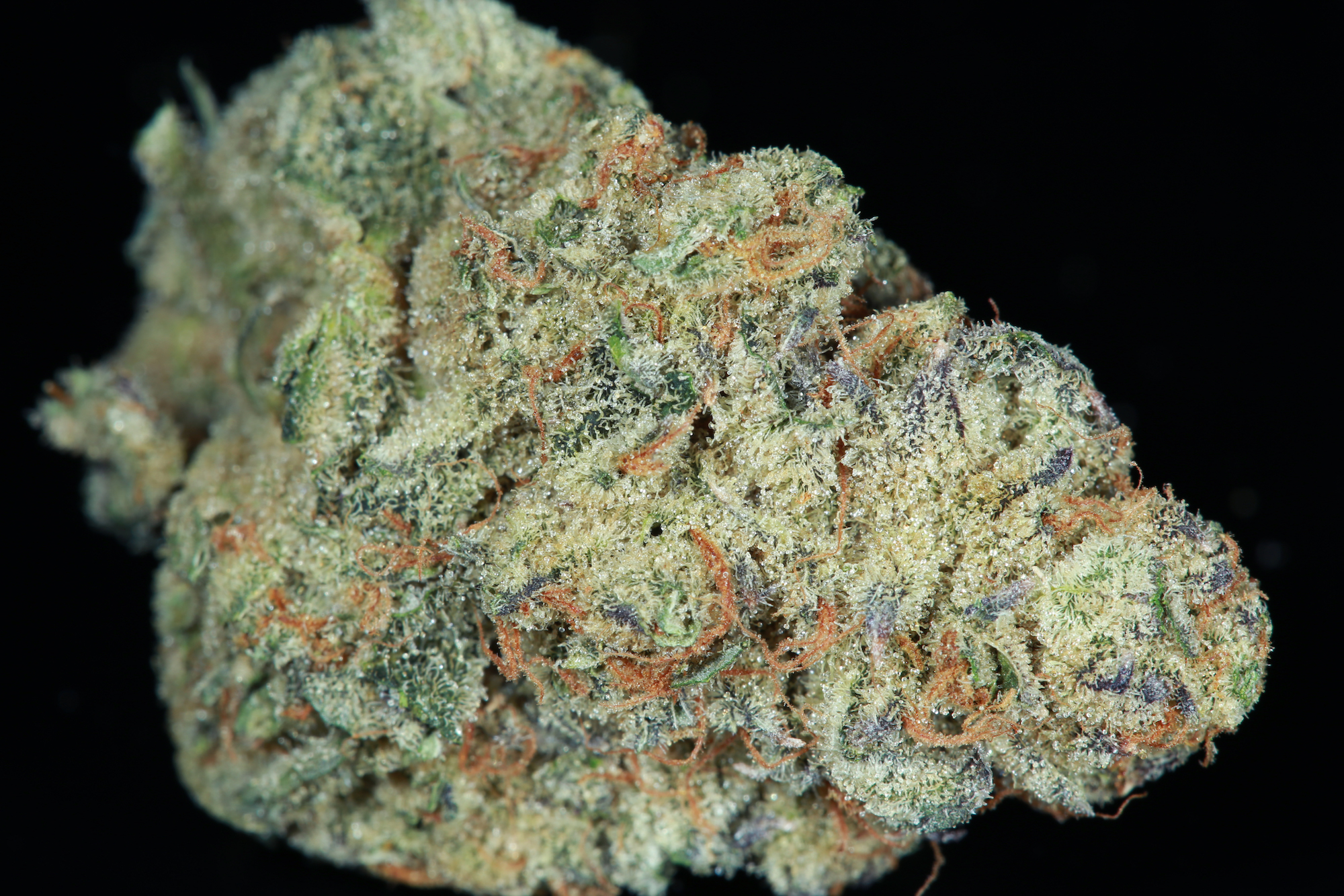 jane-snow-double-og-forum-cut-cookies-starfighter-cross-marijuana-matrix-nevada-best-weed-ever3