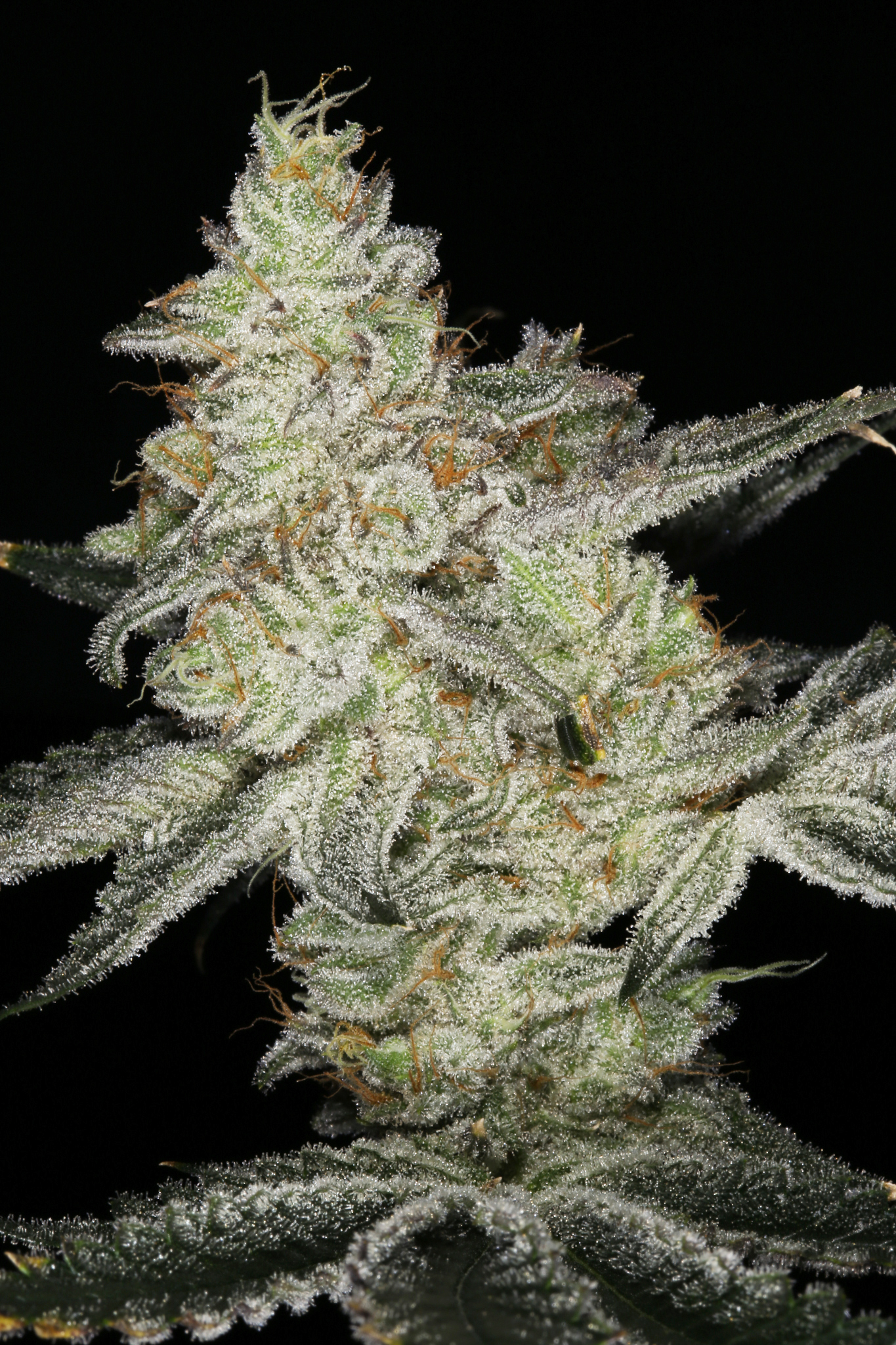 jane-snow-marijuana-strain-matrix-nevada-best-weed-ever-2