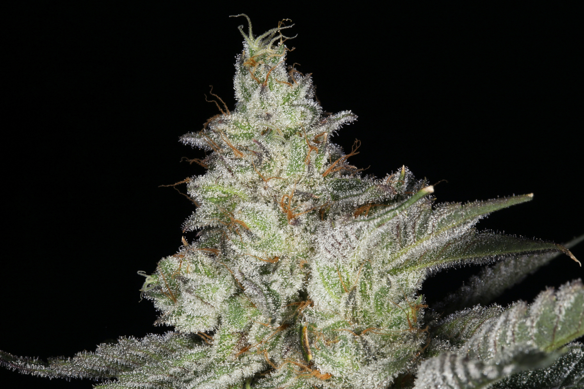 jane-snow-marijuana-strain-matrix-nevada-best-weed-ever-4