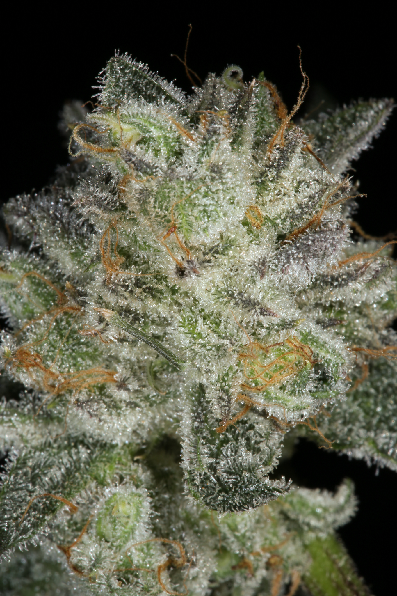 jane-snow-marijuana-strain-matrix-nevada-best-weed-ever-5