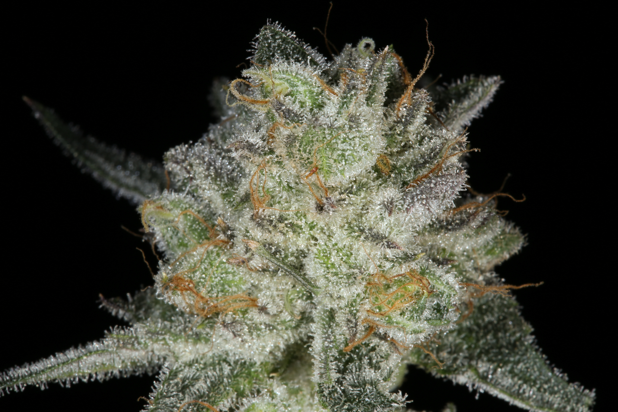 jane-snow-marijuana-strain-matrix-nevada-best-weed-ever-6