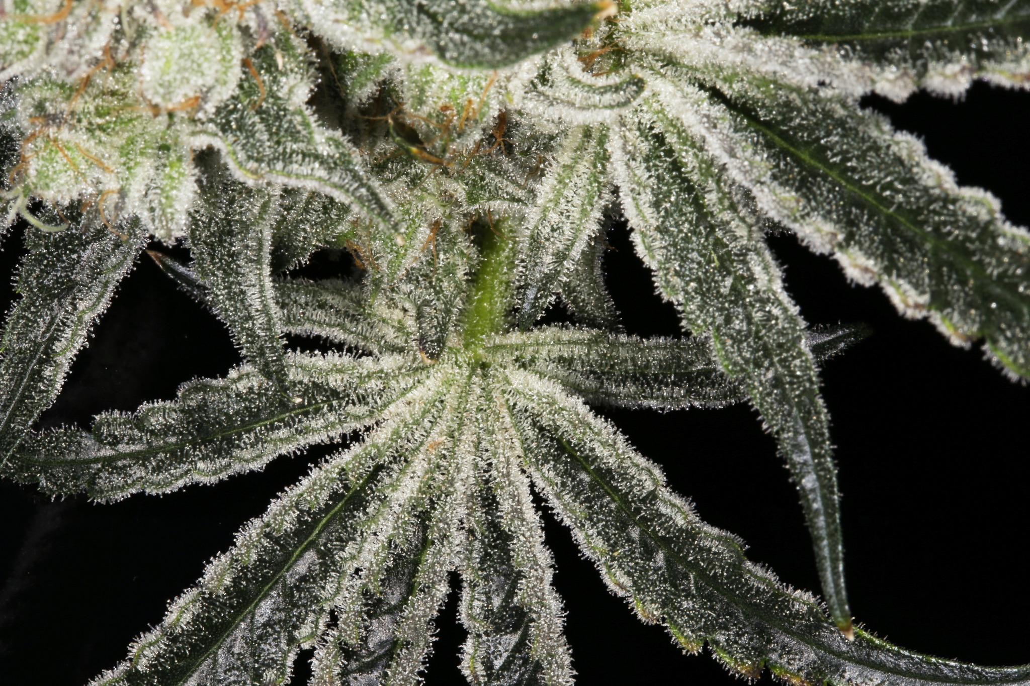 jane-snow-marijuana-strain-matrix-nevada-best-weed-ever-7
