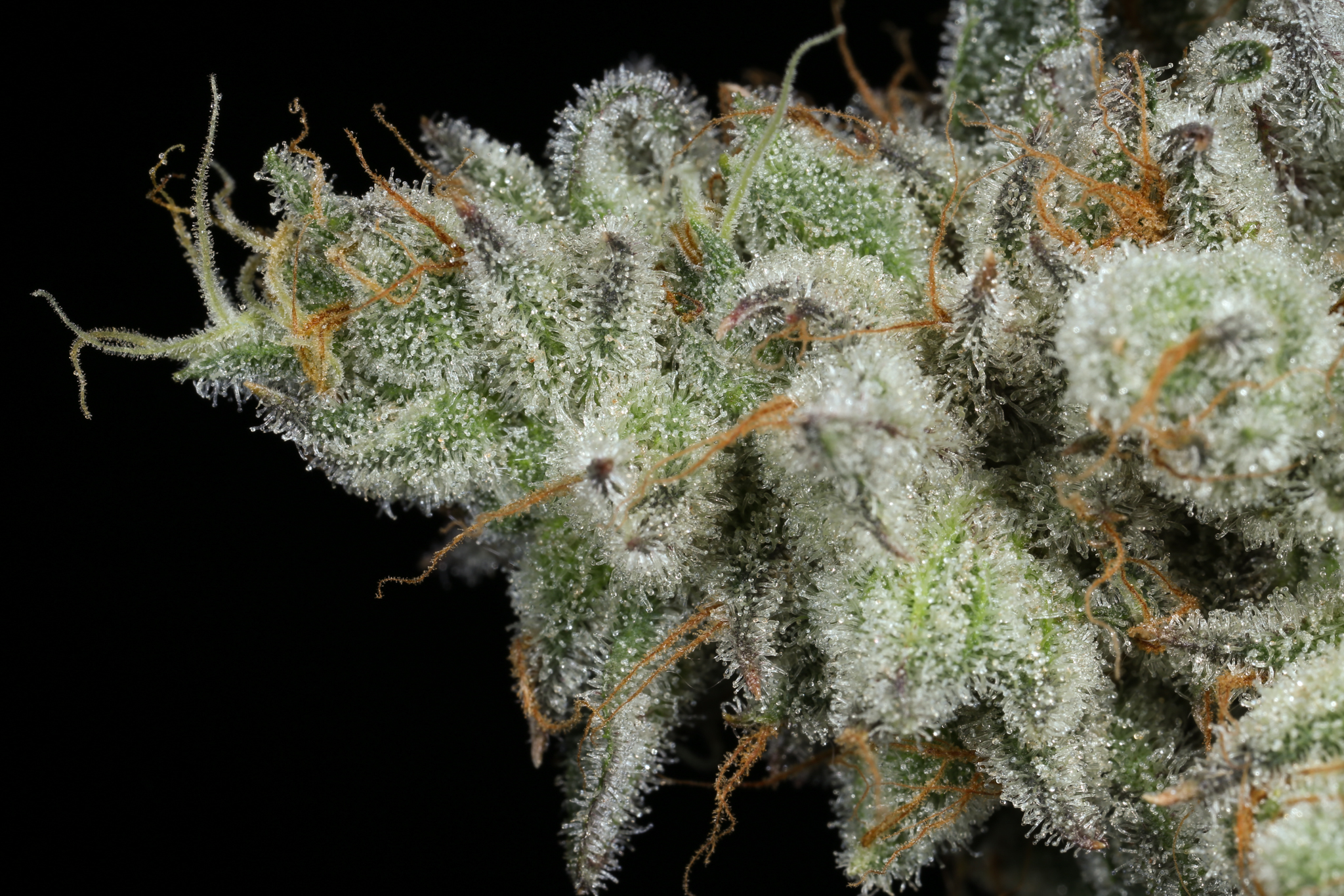 jane-snow-marijuana-strain-matrix-nevada-best-weed-ever-8