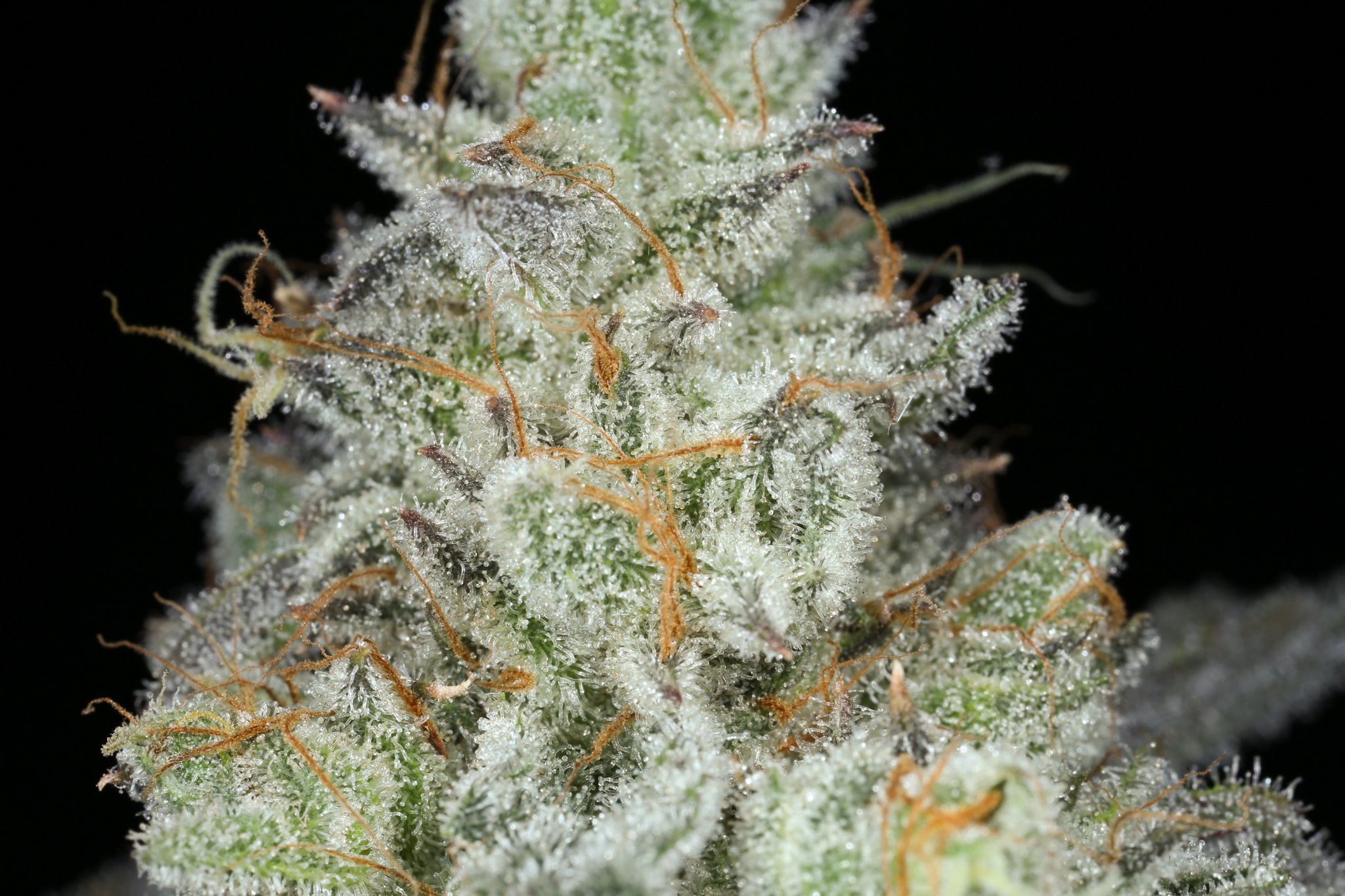 jane-snow-marijuana-strain-matrix-nevada-best-weed-ever-9