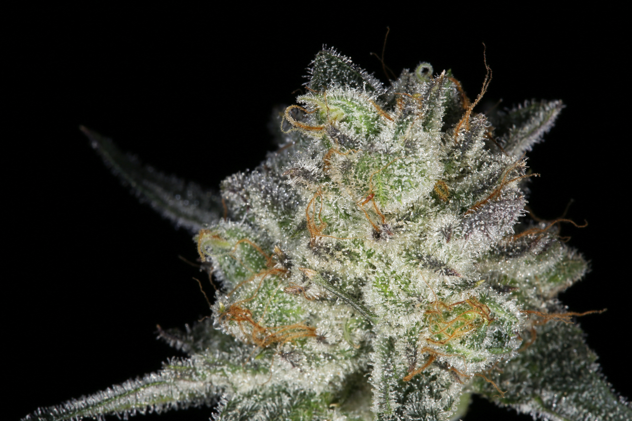 jane-snow-marijuana-strain-matrix-nevada-best-weed-ever