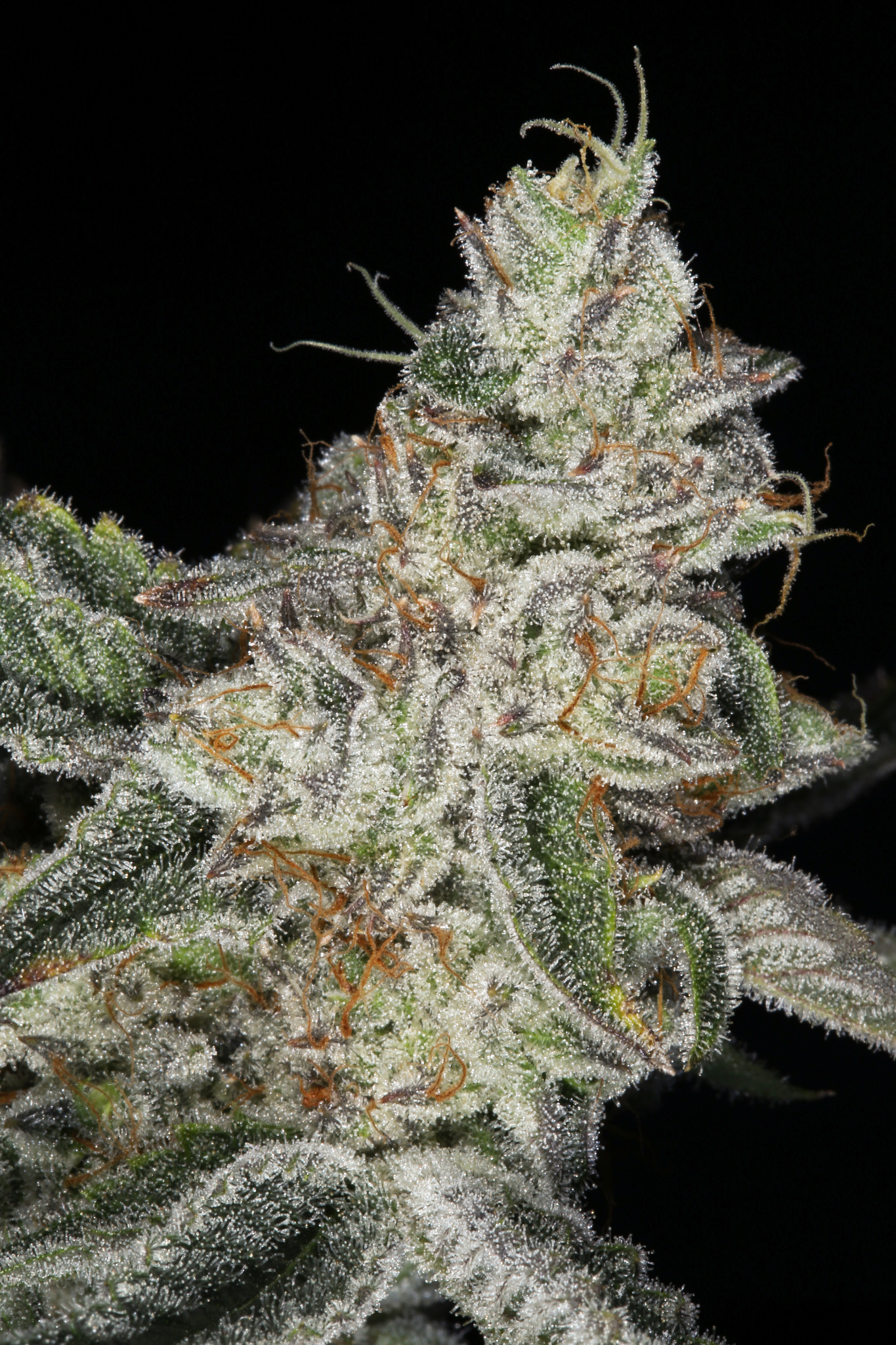 jane-snow-marijuana-strain-matrix-nevada-best-weed-ever1