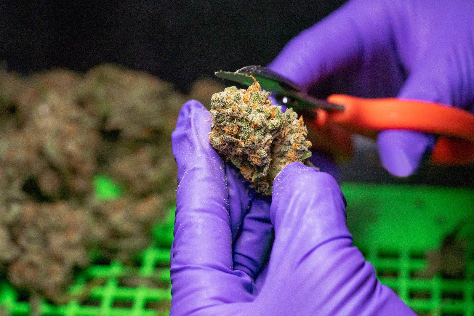 Matrix NV Top Shelf Cannabis Production Process